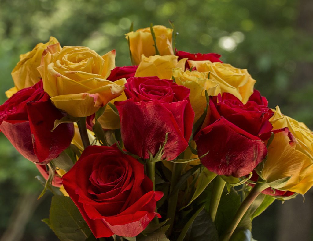 Ruže, najpopularnije cvijeće Foto: Photopin